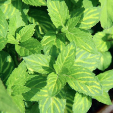 Мята Джинджер Минт