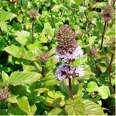 Мята лимонная Цитрата