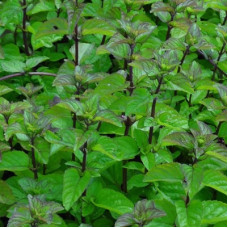 Мята перечная Оранженминце