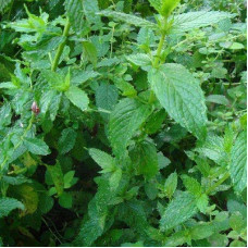 Мята перечная Пфефферминце