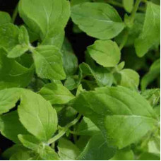 Мята полевая Бананенминце