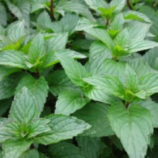 Мята Шоколад