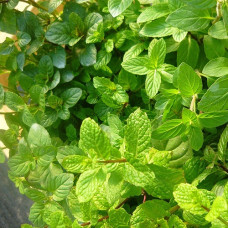 Мята Аура (Грейпфрут Минт)  