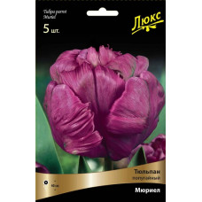 Тюльпан Мюриел (лилиецветный)