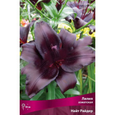 Лилия Найт Райдер (азиатская)