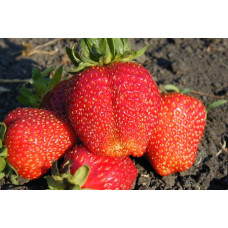 Земляника (клубника) садовая Надежда