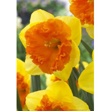 Нарцисс Корсаж