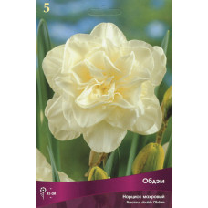 Нарцисс Обдэм