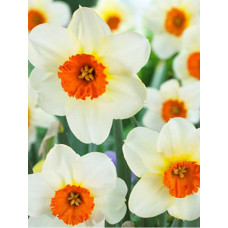 Нарцисс Баррет Браунинг