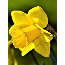 Нарцисс Карлтон