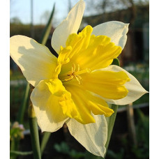 Нарцисс Чантерелл