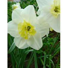 Нарцисс Папиллон Блан (с расщепленной коронкой)