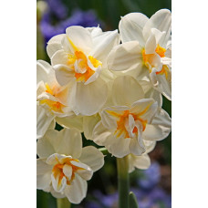 Нарцисс Сэр Уинстон Черчиль (махровый, многоцветковый)