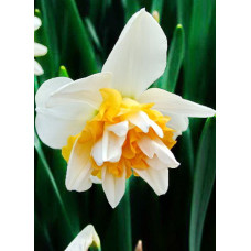 Нарцисс Свит Дизаер