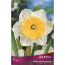 Нарцисс Айс Фоллис