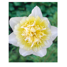 Нарцисс Айс Кинг