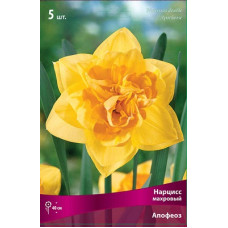 Нарцисс Апофеоз (махровый)
