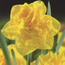 Нарцисс Дабл Голд Мэдал (махровый)