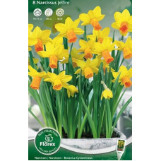 Нарцисс Джетфайр (ботанический)