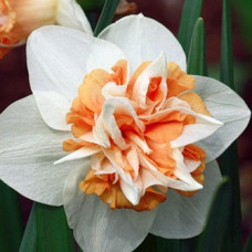 Нарцисс Экстраваганза