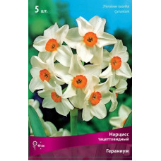 Нарцисс Гераниум (многоцветковый)