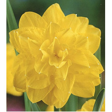 Нарцисс Голден Дукат