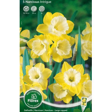 Нарцисс Интрига