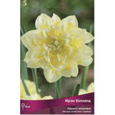 Нарцисс Ирэн Копленд (махровый)