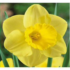 Нарцисс Камелот