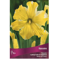 Нарцисс Кассата