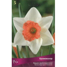 Нарцисс Хромаколор