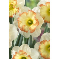 Нарцисс Роми