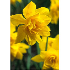 Нарцисс Дабл Кампернель 