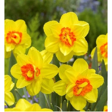 Нарцисс Иша (махровый)