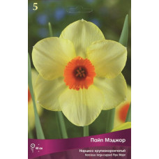 Нарцисс Пайп Мэджор