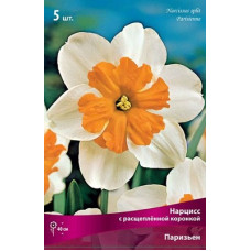 Нарцисс Паризьен