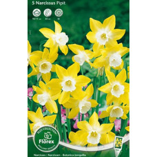 Нарцисс Пипит