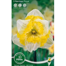 Нарцисс Принтэл