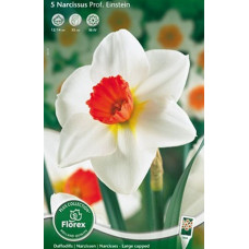 Нарцисс Профессор Эйнштейн