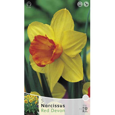 Нарцисс Ред Дэйвон