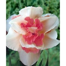 Нарцисс Реплит