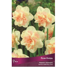 Нарцисс Рози Клауд (махровый)