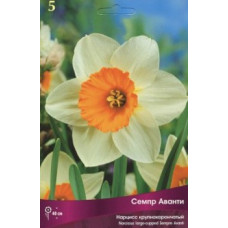 Нарцисс Семпр Аванти