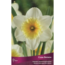 Нарцисс Слим Витмэн