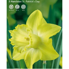 Нарцисс Ст. Патрик'с Дей (крупнокорончатый)