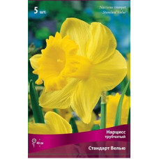 Нарцисс Стандарт Велью