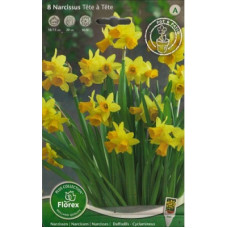 Нарцисс Тет А Тет (ботанический)