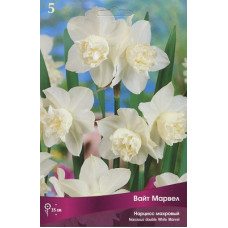 Нарцисс Вайт Марвел (махровый)
