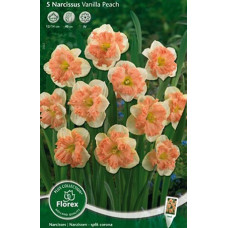 Нарцисс Ванилла Пич