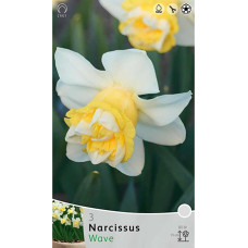 Нарцисс Вейв (махровый)